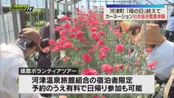 「母の日」を過ぎて出荷が終わったカーネーション畑で花苗を引き抜く作業を手伝う援農ボランティアツアー（静岡・河津町）