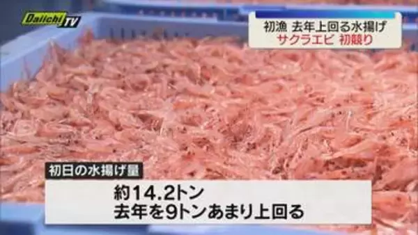 駿河湾のサクラエビ春漁 初競り行われる　漁獲量は去年を９トンあまり上回る（静岡）