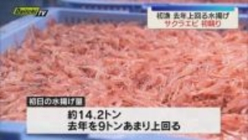 駿河湾のサクラエビ春漁 初競り行われる　漁獲量は去年を９トンあまり上回る（静岡）