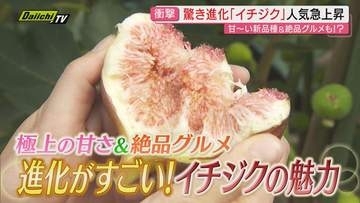 【旬の味覚】絶品イチジク！県内でも広がる極上甘味の新品種に常識覆すグルメまで魅力に迫る（静岡）