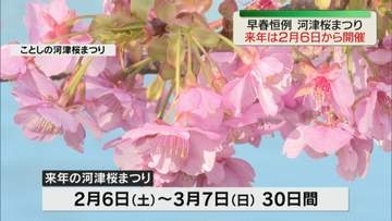 河津桜まつり　2027年は2月6日～3月7日の30日間開催へ（静岡・河津町）