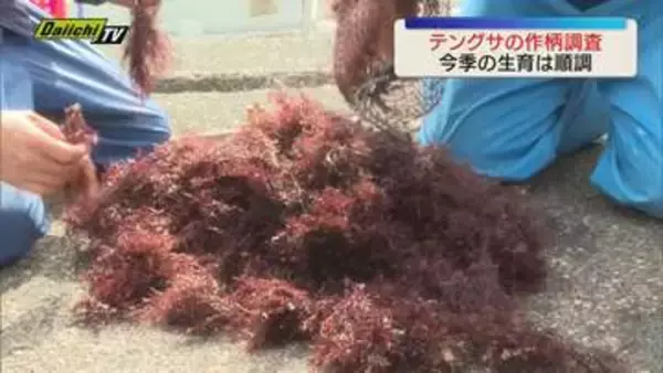 「今季は期待できる」全国有数のテングサ生産地　伊豆半島で作柄調査　作柄は良好（静岡・下田市）