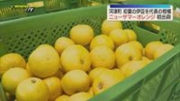 初夏の伊豆を代表する柑橘「ニューサマーオレンジ」初出荷 静岡県東部から京浜地区に出荷される（静岡）