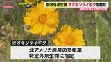 「繁殖力の強い特定外来生物「オオキンケイギク」から在来植物を守る　静岡市8か所で一斉駆除」の画像1