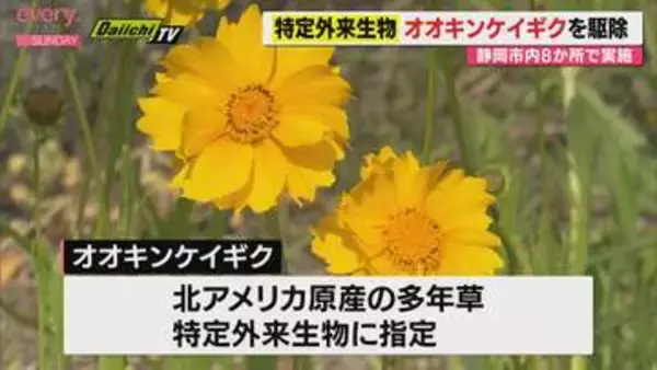 繁殖力の強い特定外来生物「オオキンケイギク」から在来植物を守る　静岡市8か所で一斉駆除
