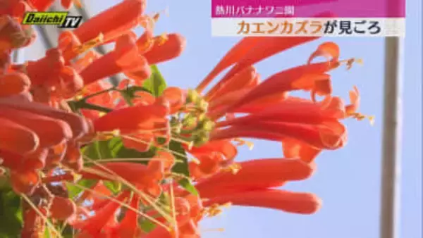 熱川バナナワニ園で「カエンカズラ」が見ごろ（静岡・東伊豆町）