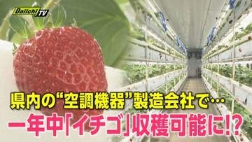 【異業種参入】夏でも甘いイチゴを通年栽培　空調メーカーが工場の廃熱活用で節電　浜松で実証実験（静岡）