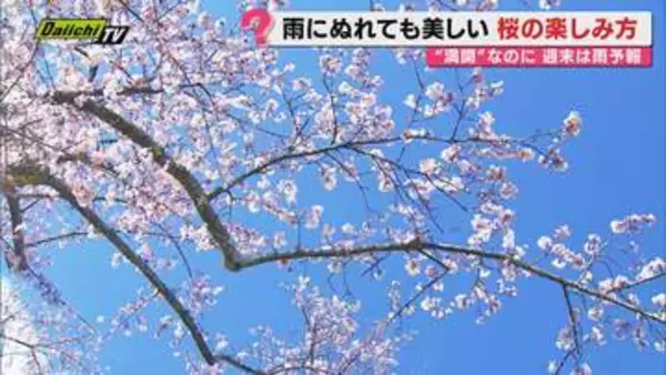 「【桜満開】静岡地方気象台がソメイヨシノ｢満開｣発表も…春先天気は落ち着かず“スマートなお花見”方法を深掘り」の画像