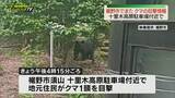 「【クマ目撃情報】裾野市須山・十里木高原駐車場付近でクマ１頭目撃　越前岳方面に登っていったとの情報（静岡）」の画像1