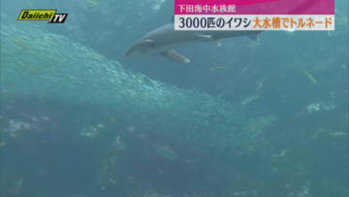 無修正ドルフィンライブ奥様 