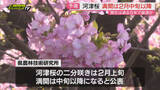 「【河津桜開花予測】過去5年間で最も早く開花見込み…2月中旬以降で｢満開｣か（静岡県農林技術研究所公表）」の画像1