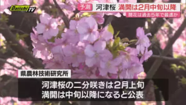 【河津桜開花予測】過去5年間で最も早く開花見込み…2月中旬以降で｢満開｣か（静岡県農林技術研究所公表）