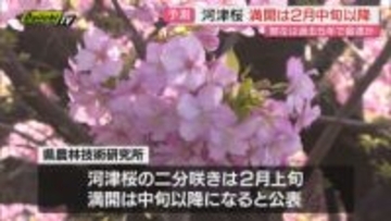 【河津桜開花予測】過去5年間で最も早く開花見込み…2月中旬以降で｢満開｣か（静岡県農林技術研究所公表）