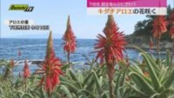 下田市のアロエの群生地でキダチアロエの花咲く　アロエの花まつり開かれ多くの観光客でにぎわう（静岡）