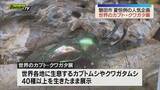 「磐田市で「世界のカブト・クワガタ展」開催 カブトムシやクワガタムシ40種以上が生きたまま展示（静岡）」の画像1