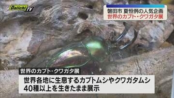 磐田市で「世界のカブト・クワガタ展」開催 カブトムシやクワガタムシ40種以上が生きたまま展示（静岡）