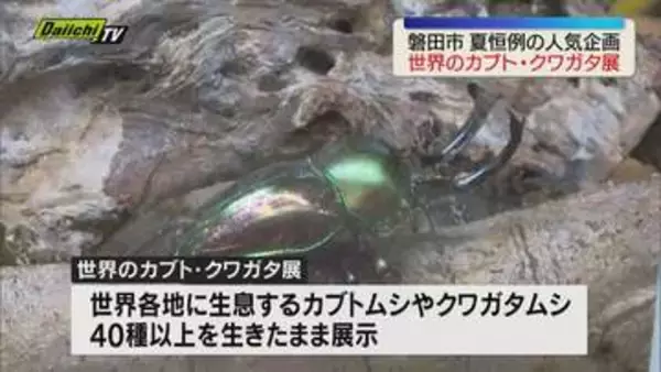 磐田市で「世界のカブト・クワガタ展」開催 カブトムシやクワガタムシ40種以上が生きたまま展示（静岡）