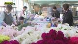 「【母の日前に】県内一のカーネーション産地･河津町で出荷の最盛期迎える（静岡）」の画像1