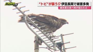 【独自・防カメ動画】野生の“トビ”が歩行者ら襲い食べ物奪取にけがも…夏の観光シーズン前に伊豆の国市は困惑(静岡)