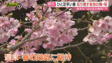 週末はぽかぽか陽気に　青空に映える静岡県内各地の梅と早咲きの桜　さらに彩りを増す見通し