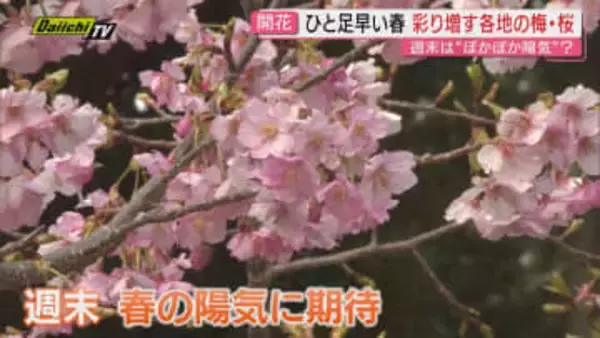 週末はぽかぽか陽気に　青空に映える静岡県内各地の梅と早咲きの桜　さらに彩りを増す見通し
