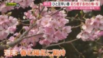 週末はぽかぽか陽気に　青空に映える静岡県内各地の梅と早咲きの桜　さらに彩りを増す見通し