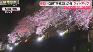 【早春の夜桜】松崎町雲見で河津桜ライトアップイベント…地域の新名所づくりで初開催～3月8日まで～(静岡)