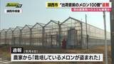 「農業用ハウスで出荷直前のメロン100個が盗まれる（静岡・湖西市）」の画像1