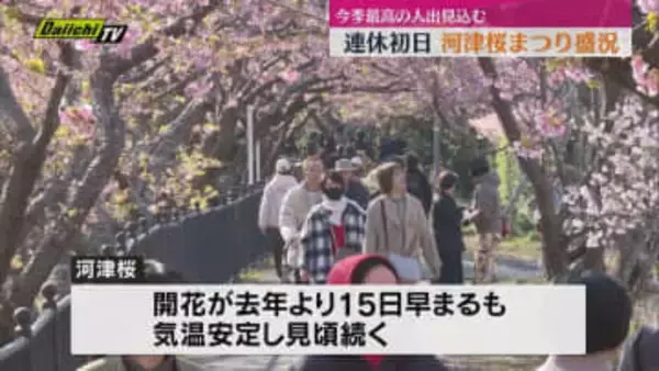 【連休初日】｢河津桜まつり｣会場は朝から多くの花見客でにぎわう（静岡･河津町）