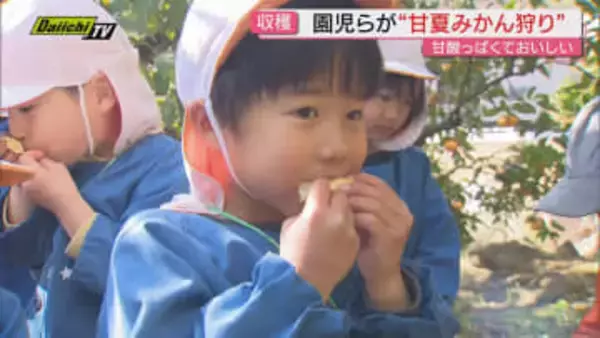【早春の味覚】観光みかん園で地元園児らが一足早く｢甘夏みかん狩り｣楽しむ（静岡･伊東市）