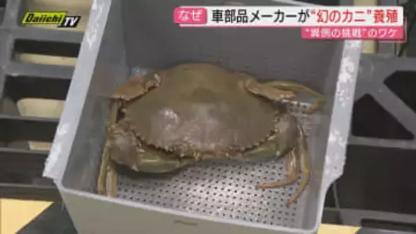 【幻のカニ】浜名湖特産･高級食材｢ドウマンガニ｣養殖に自動車部品メーカーがチャレンジ！？そのワケは(浜松市)