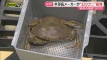 【幻のカニ】浜名湖特産･高級食材｢ドウマンガニ｣養殖に自動車部品メーカーがチャレンジ！？そのワケは(浜松市)