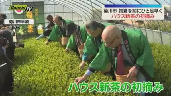 「ビニールハウスで新茶の初摘み　収穫されたお茶は茶業発展に尽くした人たちの供養祭に献上される（静岡・菊川市）」の画像