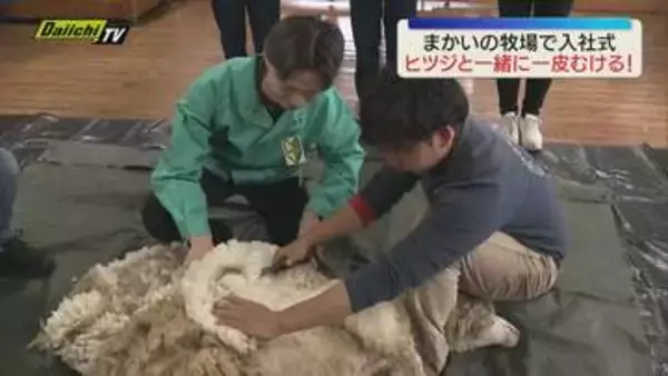 「ヒツジの毛刈りで一皮むける入社式！新入社員は「私も新しい姿で頑張りたい」（静岡）」の画像