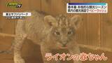 「静岡県内の観光施設で動物の赤ちゃん続々誕生！ 愛くるしい姿が来園者を魅了（静岡）」の画像1