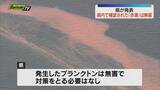 「4月下旬ごろから発生していた赤潮・県は無害と発表（静岡県）」の画像1