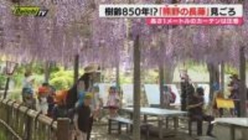 【国天然記念物】磐田市の行興寺｢熊野の長藤｣見ごろに…観光客などでにぎわい（静岡）