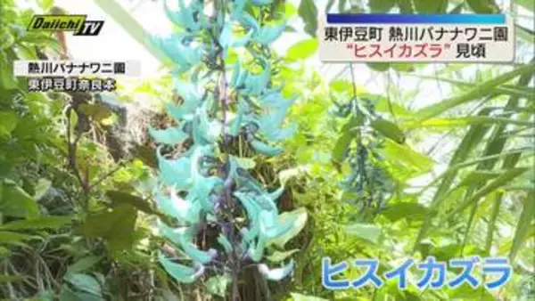 絶滅危惧種”ヒスイカズラ” 見頃を迎える ゴールデンウィーク明けまで見頃（静岡・東伊豆町）