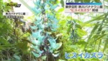 絶滅危惧種”ヒスイカズラ” 見頃を迎える ゴールデンウィーク明けまで見頃（静岡・東伊豆町）