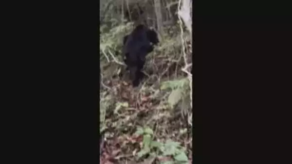 【注意】浜松・引佐町でクマ出没 体長約１ｍ 住民の車に気付き森林へ ３日前にも付近で目撃されたばかり（静岡県）