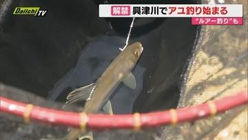 興津川でアユ釣り解禁。今年からルアーの使用も可能に（静岡市清水区）
