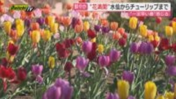 1月なのに最高気温20度を超える春のような温かさ　伊豆は色とりどりの花が見ごろに（静岡県内各地）