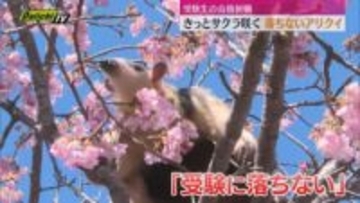 【きっとサクラ咲く】“落ちない”アリクイで合格祈願！来園者は「かわいい」（静岡・東伊豆町）