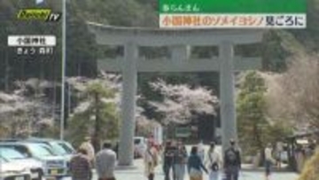 【お花見日和】静岡県内は4月中旬から5月上旬並みの陽気に　ソメイヨシノは各地で見ごろ