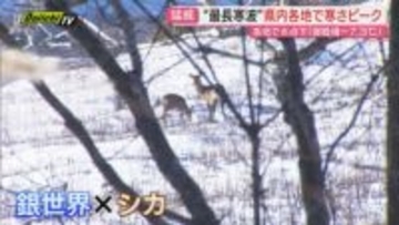 【最長寒波ピークへ】連日厳しい冷え込みの県内各地で軒並み氷点下…平野部含めほとんどの地点で今季最低気温(静岡)