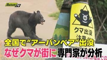 【アーバンベア】全国でクマ出没相次ぎ住宅地にも…県内は裾野や富士市の目撃情報など範囲拡大なぜ？専門家は(静岡)