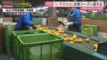 伊豆の早春の味覚　酸味少なく甘み際立つ柑橘「いずのはる」出荷始まる（静岡・河津町）