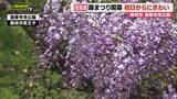 「【春恒例】蓮華寺池公園で｢藤まつり｣開幕…見頃迎えたフジの花香り初日から多くの人でにぎわう（静岡･藤枝市）」の画像1