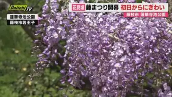 【春恒例】蓮華寺池公園で｢藤まつり｣開幕…見頃迎えたフジの花香り初日から多くの人でにぎわう（静岡･藤枝市）
