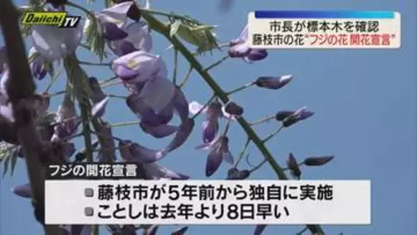 藤枝市の花”フジの花開花宣言” 市長が標本木で5房5輪以上の開花を確認（静岡）